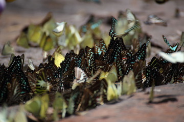 Butterflies swarm eats minerals in Pang Sida National Park at Thailand