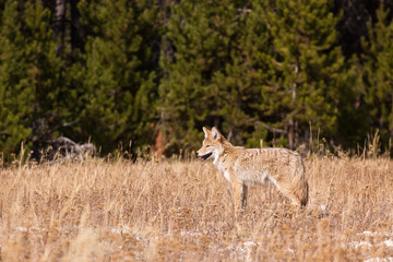 Young Coyote Searching