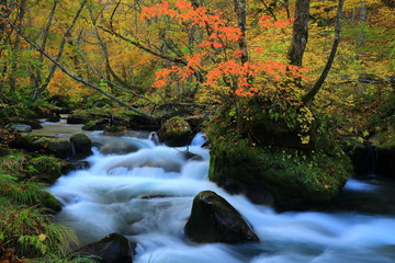 紅葉の奥入瀬渓流