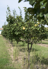 Fototapeta na wymiar Quince orchard