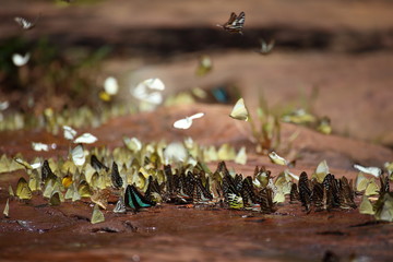 Fototapeta premium Butterflies swarm eats minerals in Pang Sida National Park at Thailand