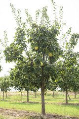 Quince orchard