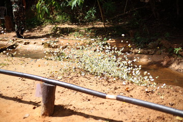 Fototapeta premium Butterflies swarm eats minerals in Pang Sida National Park at Thailand