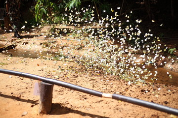 Butterflies swarm eats minerals in Pang Sida National Park at Thailand