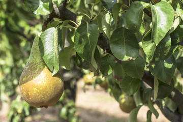 Pears in orchard
