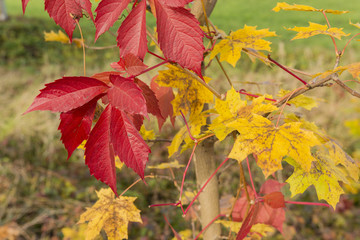 The red colored leaves of wild wine.