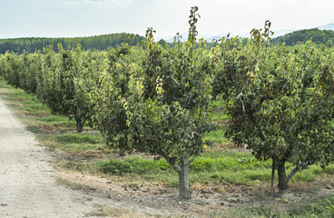 Pears in orchard
