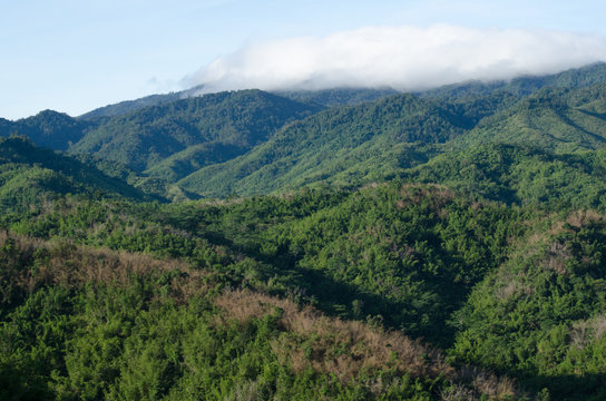 Fototapeta forest in thailand