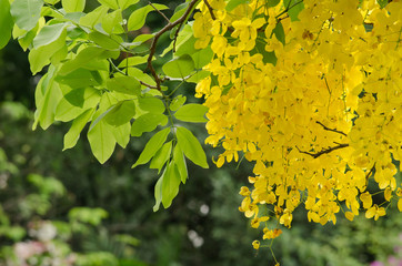 golden shower flower