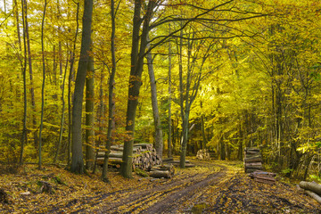 The road through the autumnal forest
