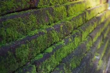 Green wall with loghts