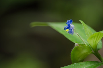 flora live in forest
