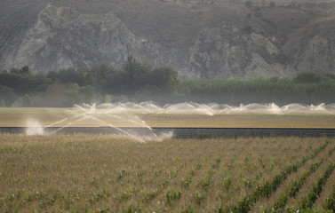 Watering systems and corn © Deyan Georgiev