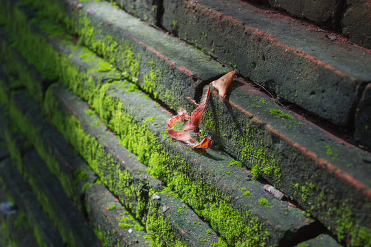 Green mos wall