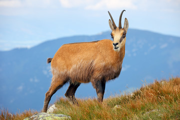 Chamois in nature - Rupicapra, Tatras, Slovakia