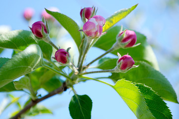 Obraz na płótnie Canvas Blooming apple tree