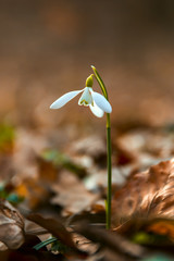 Snowdrop flower