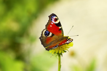 Peacock on yellow marigold flowers