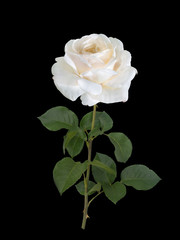 Delicate white rose