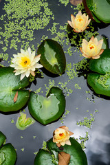 Water Lily with Lotus Leaf on Pond