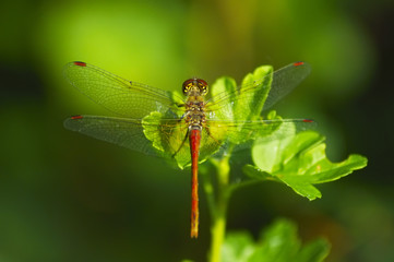 dragonfly on green leaves macro