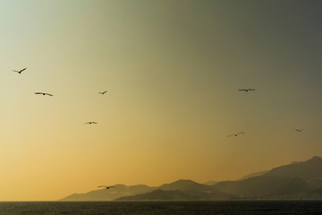 Gulls on the Horizon