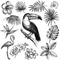 hand drawn sketch illustration tropical set © Lucky Project