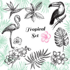 hand drawn sketch illustration tropical © Lucky Project