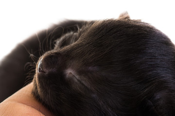 Sleep milk black kitten close