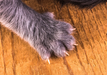 gray paw newborn kitten closeup