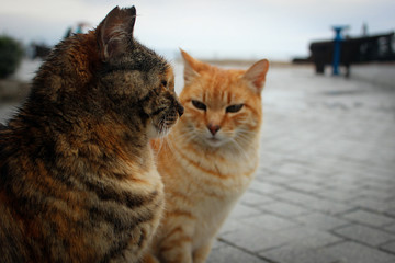 Cats of Nerja, Spain