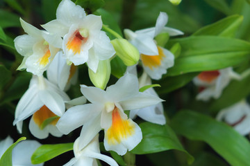 White orchid, cateya