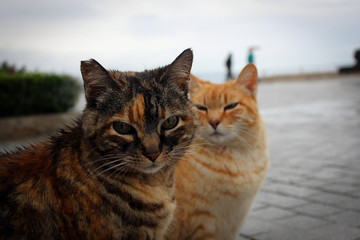 Naklejka premium Cats of Nerja, Spain
