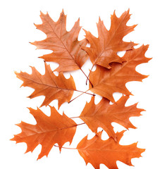 Autumn leaves on white background