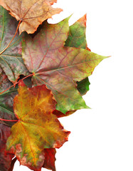 Autumn leaves on white background