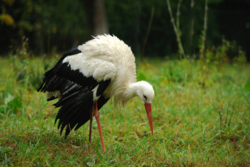 Adult stork in its habitat