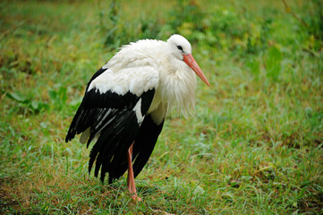 Adult stork in its habitat