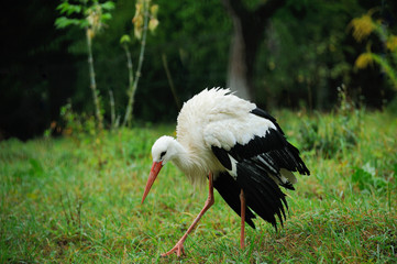 Adult stork in its habitat