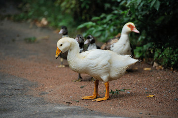 Ducks grazing in a meadow