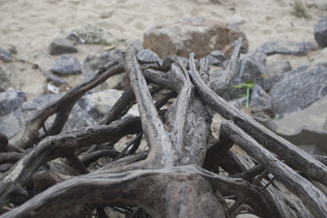 Roots growing the coastal