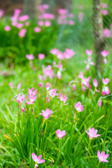 Beautiful flower in the garden