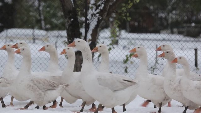 A flock of white geese running after each other.