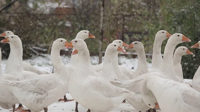 Beautiful white geese standing in the snow.