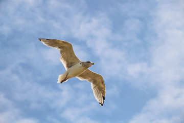 Close-up of a gull in flight at the Baltic sea on blue sky
