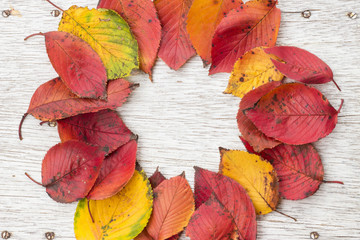 Fototapeta na wymiar 真っ赤に紅葉した秋の葉の円形フレーム