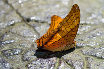 Butterfly on stone