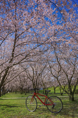 Fototapeta premium 赤い自転車と桜