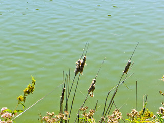 Mature flower spike of the reed plant