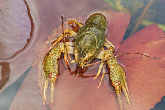 Shirokopalyj crayfish (lat. Astacus astacus) is a species of decapod crustacean of the infraorder Astacidea - in the pond on the Lily pad (lat. Nymphea)