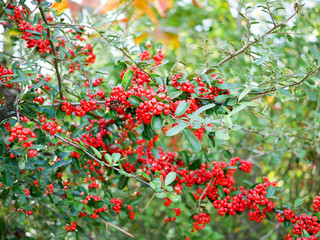 Obraz premium クロガネモチ